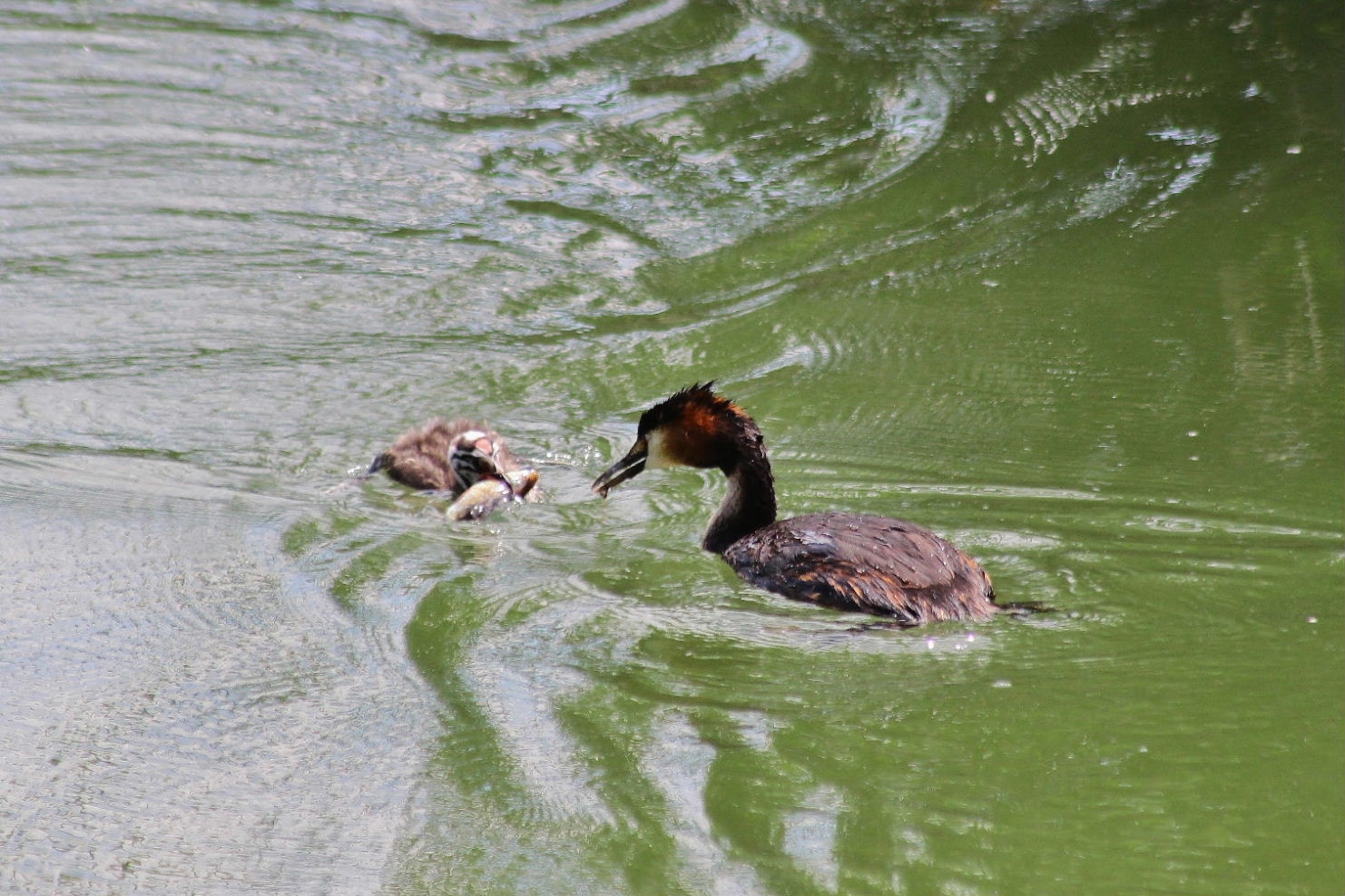 Svasso maggiore con piccoli